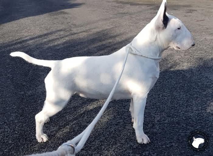 BULLWIZZ STAR ATTRACTION TAWNBARR